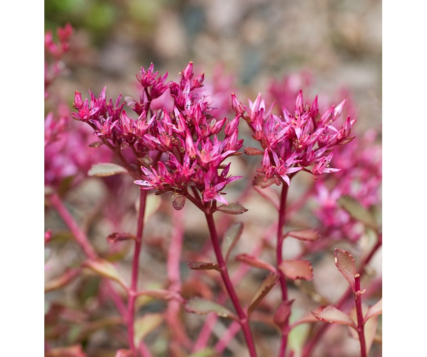 Dragon's Blood Sedum